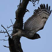 Verreaux's Eagle-Owl