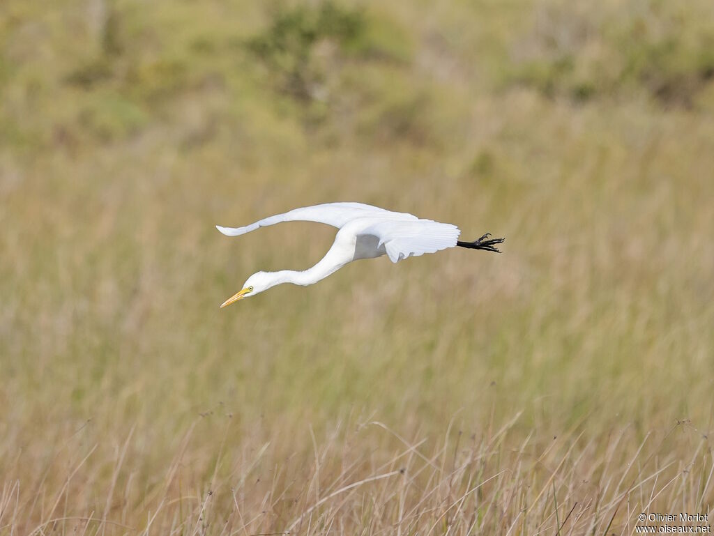Grande Aigrette