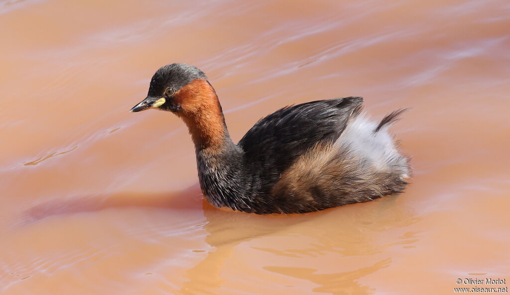 Little Grebe