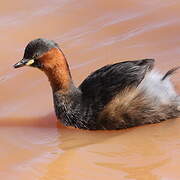 Little Grebe