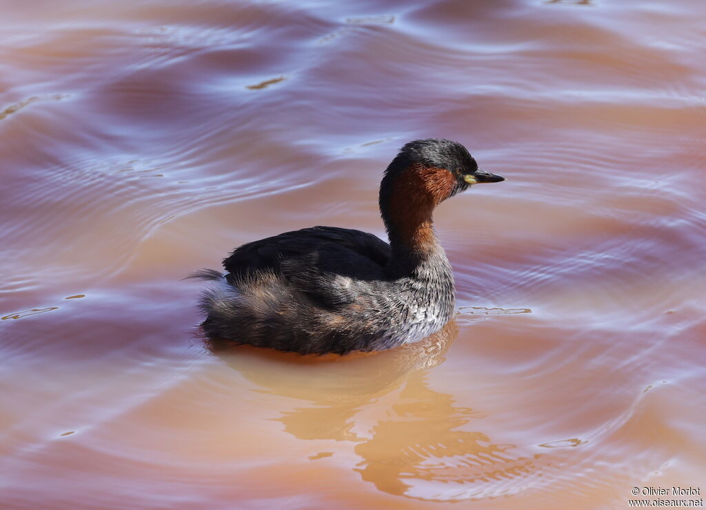 Little Grebe