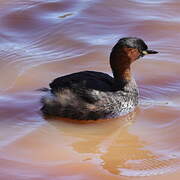 Little Grebe