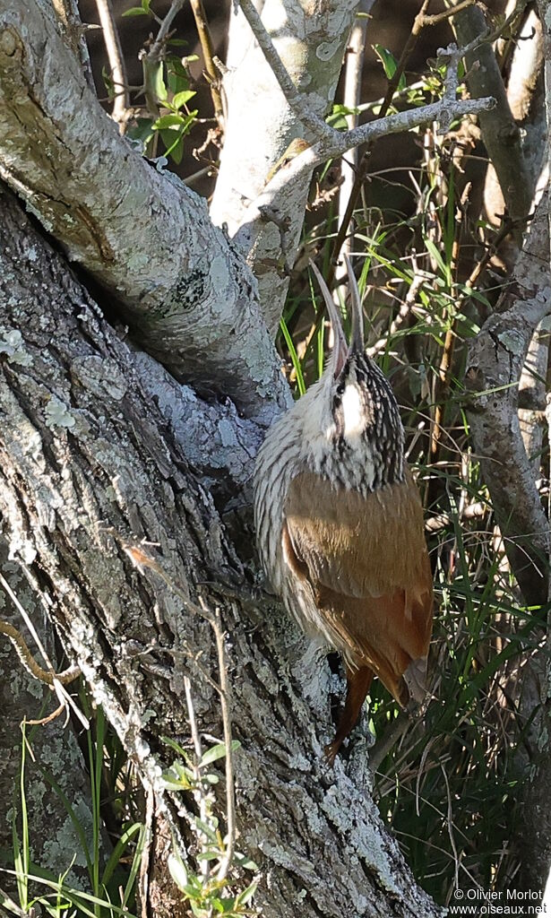 Narrow-billed Woodcreeper