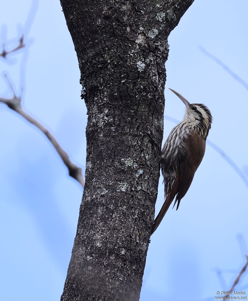 Narrow-billed Woodcreeper