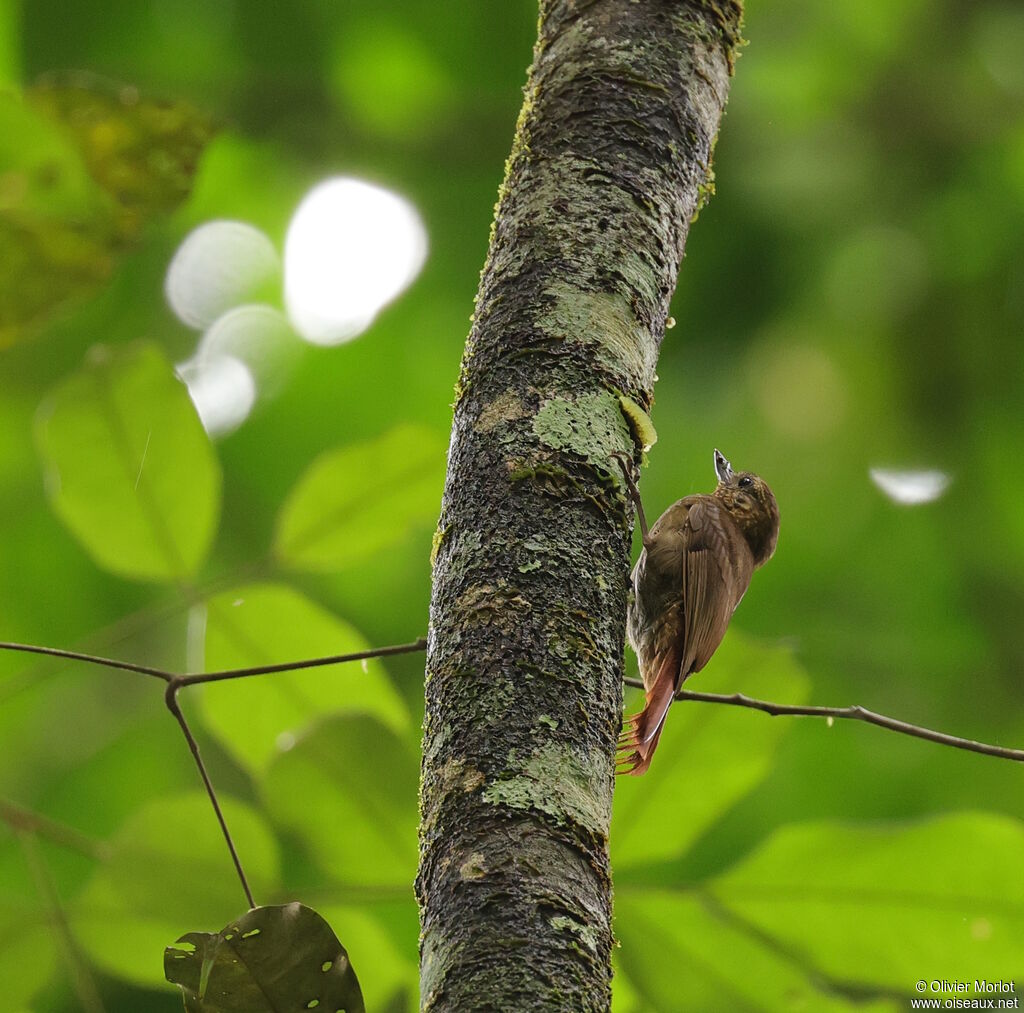 Wedge-billed Woodcreeper