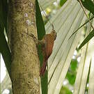 Grimpar cacao