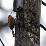 Grimpar des cabosses