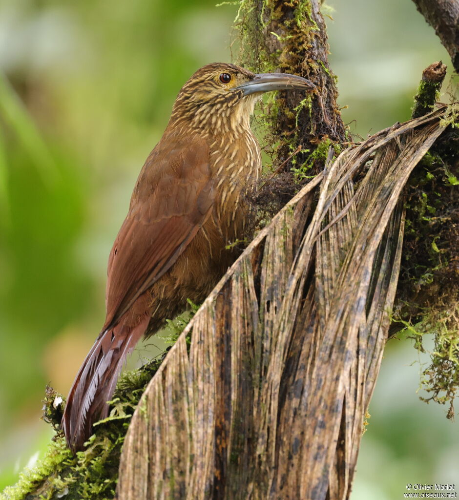 Strong-billed Woodcreeper