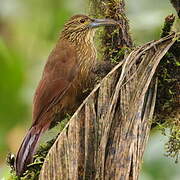 Strong-billed Woodcreeper