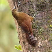 Strong-billed Woodcreeper