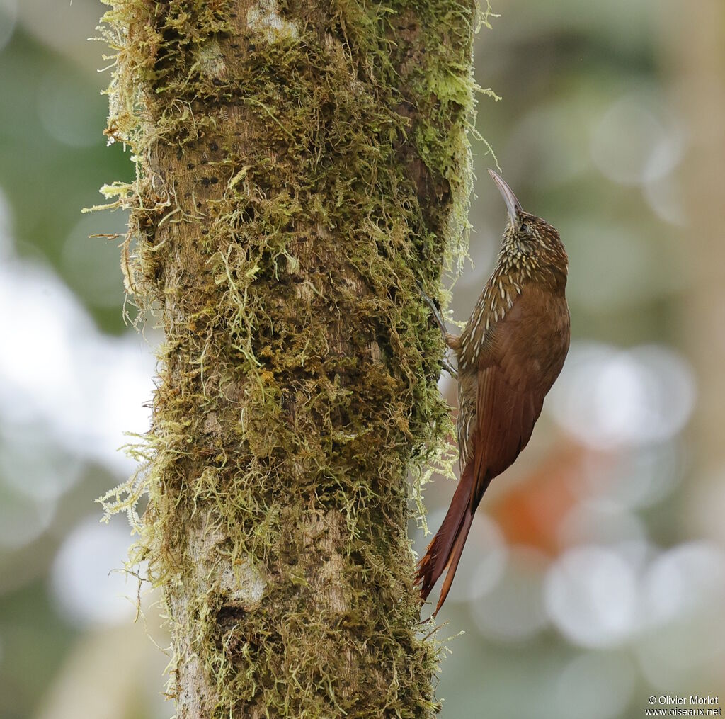 Montane Woodcreeper