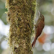 Montane Woodcreeper