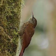 Montane Woodcreeper