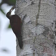 Long-billed Woodcreeper