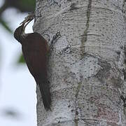 Long-billed Woodcreeper