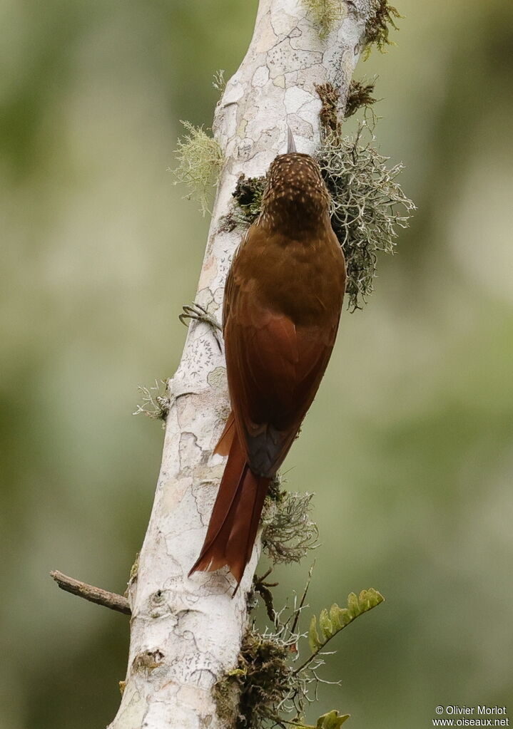 Spotted Woodcreeper