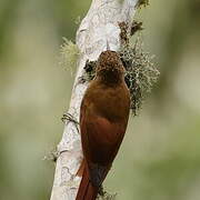 Spotted Woodcreeper