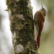 Spotted Woodcreeper