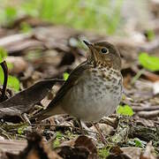 Swainson's Thrush