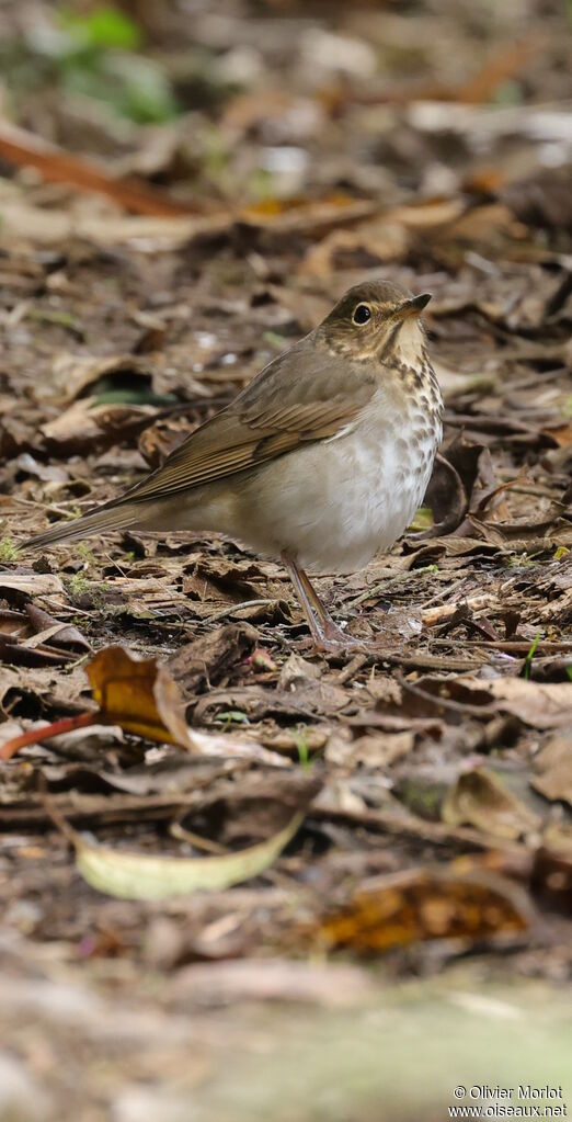 Swainson's Thrush