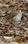 Swainson's Thrush