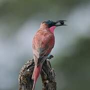 Southern Carmine Bee-eater