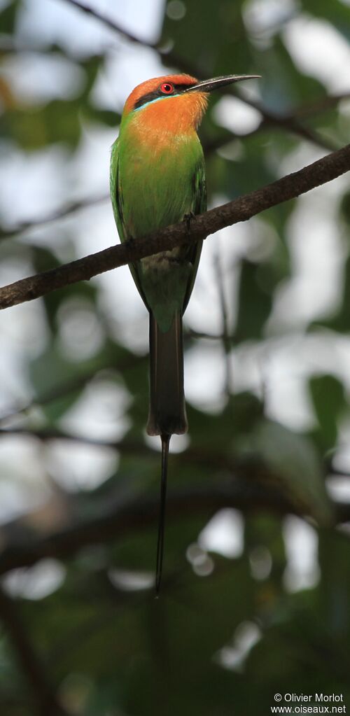 Böhm's Bee-eater