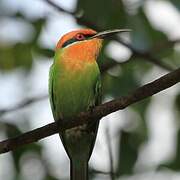 Böhm's Bee-eater