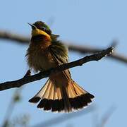 Little Bee-eater