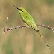 African Green Bee-eater