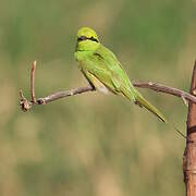 African Green Bee-eater