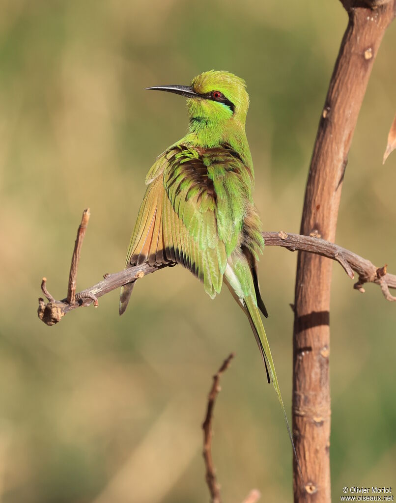 African Green Bee-eater