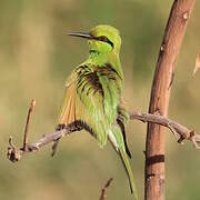 African Green Bee-eater