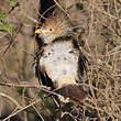 Guira cantara