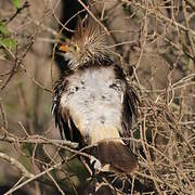 Guira cantara