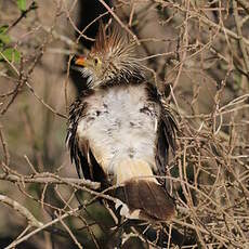 Guira cantara