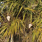 Guira cantara