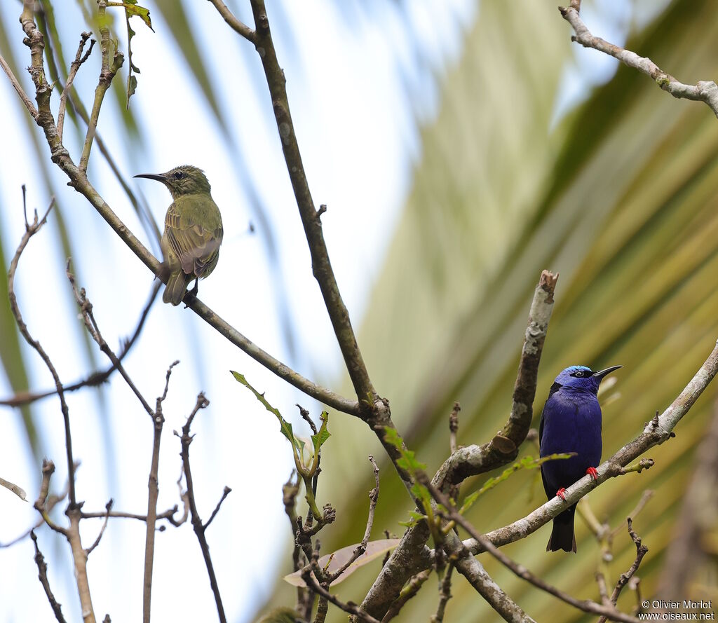 Guit-guit saïadulte