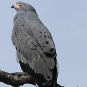 African Harrier-Hawk