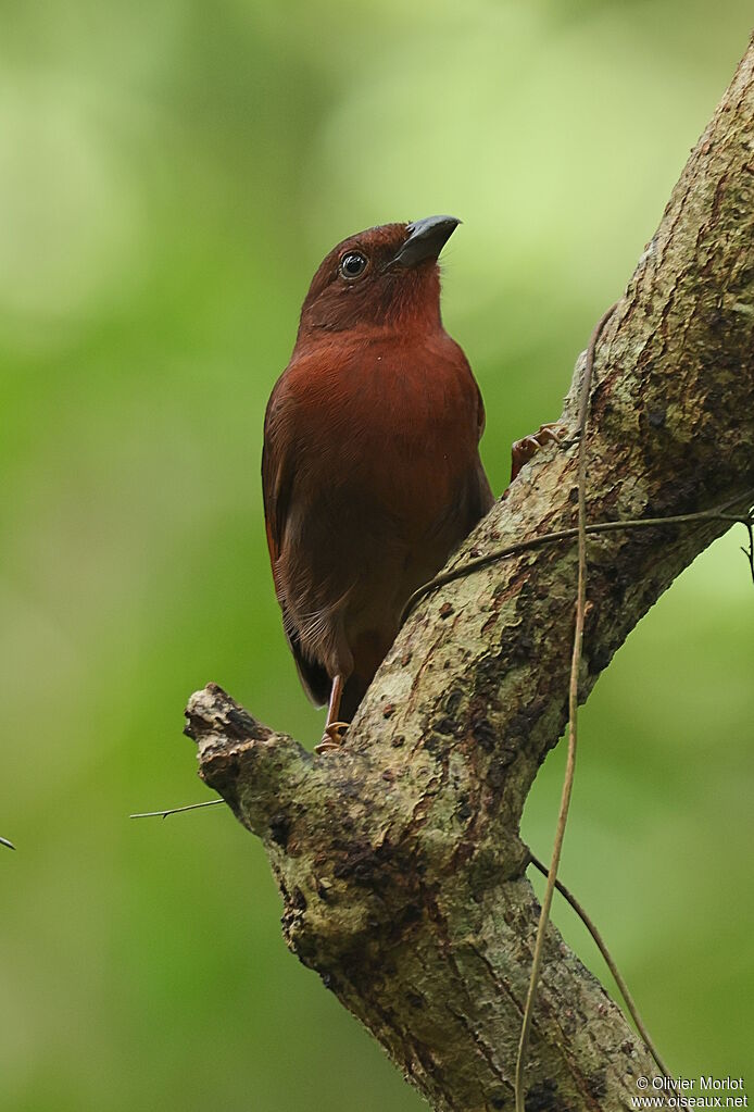 Habia à couronne rouge