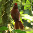Habia à couronne rouge