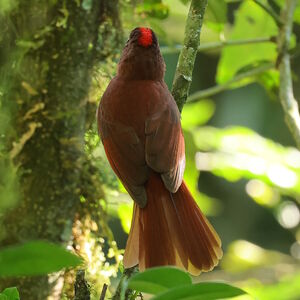 Habia à couronne rouge