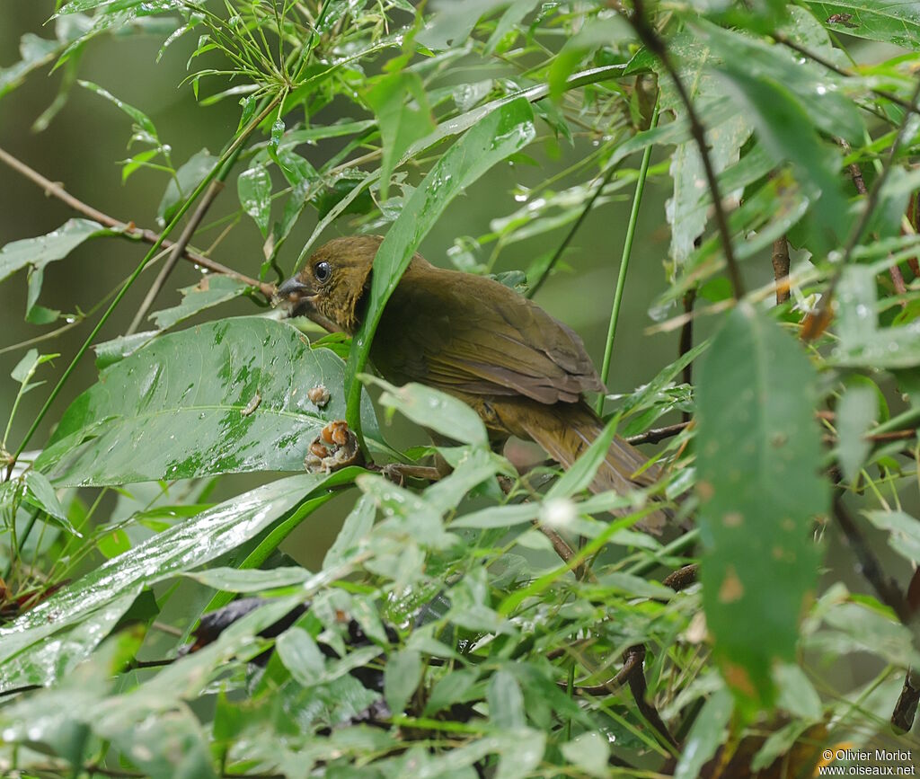 Habia à gorge rouge