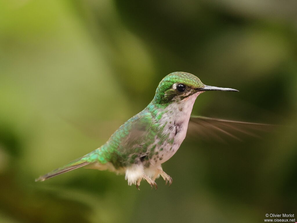 White-booted Racket-tail