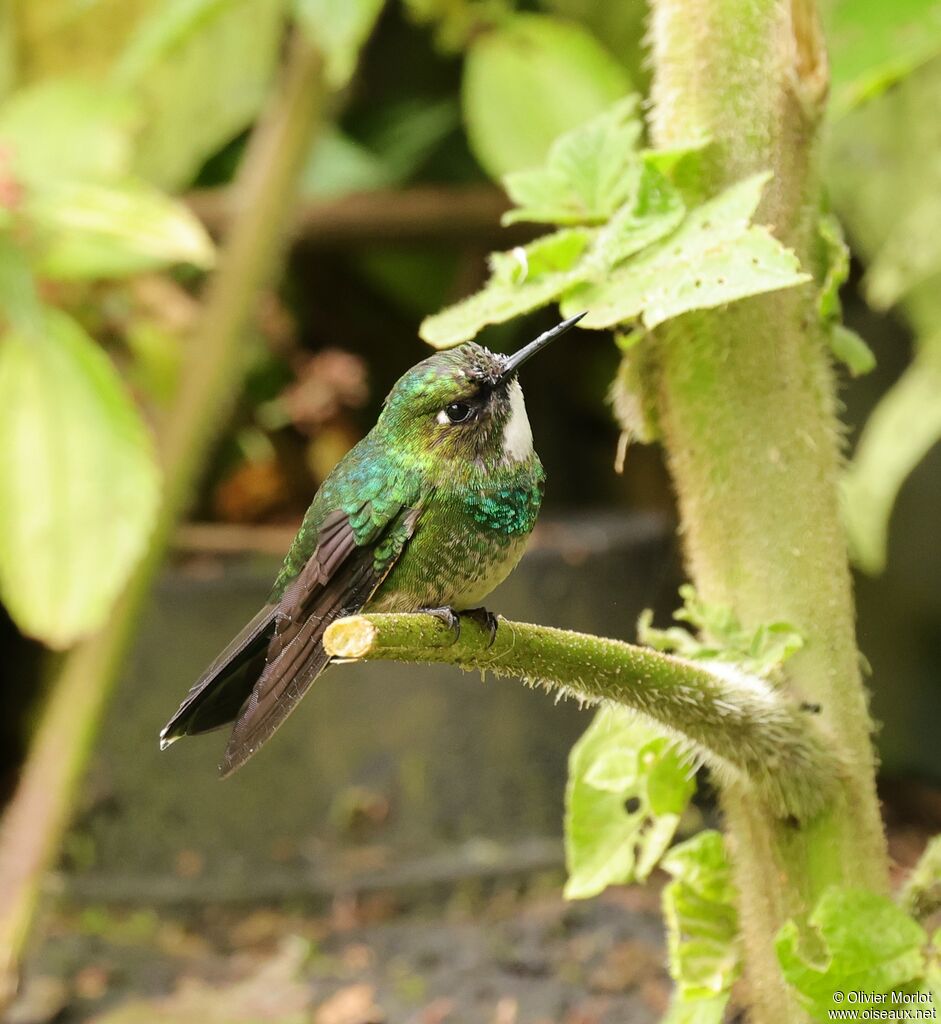 Tourmaline Sunangel