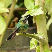 Tourmaline Sunangel