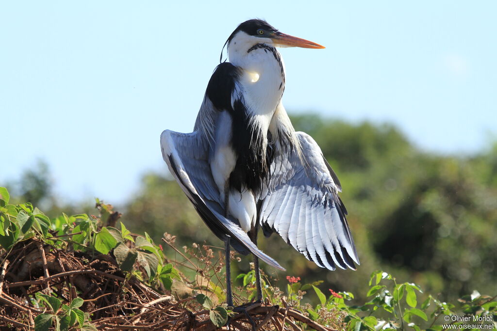 Cocoi Heron