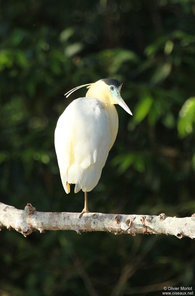 Capped Heron
