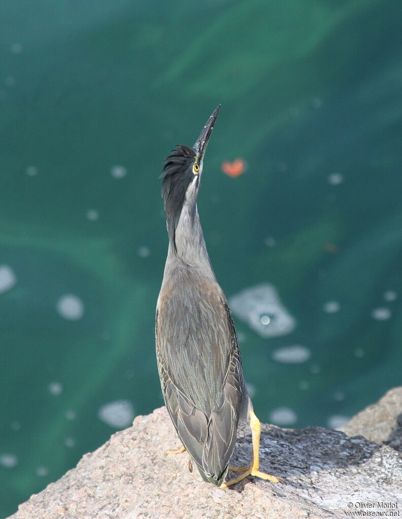 Héron des mangroves