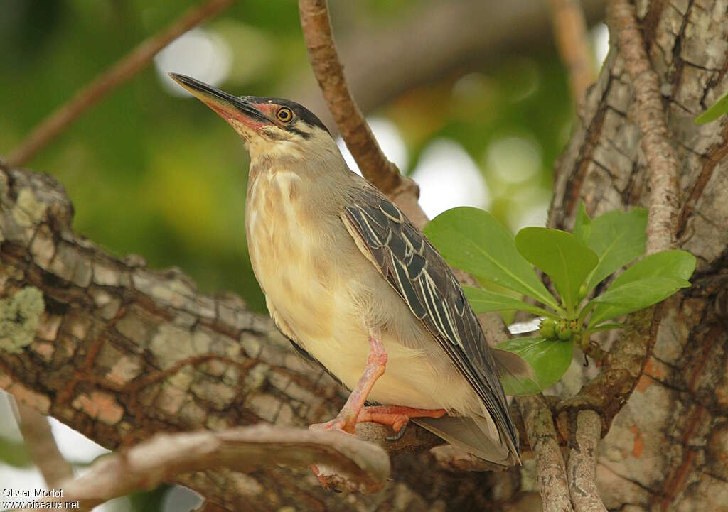 Héron des mangrovesadulte, identification, pigmentation